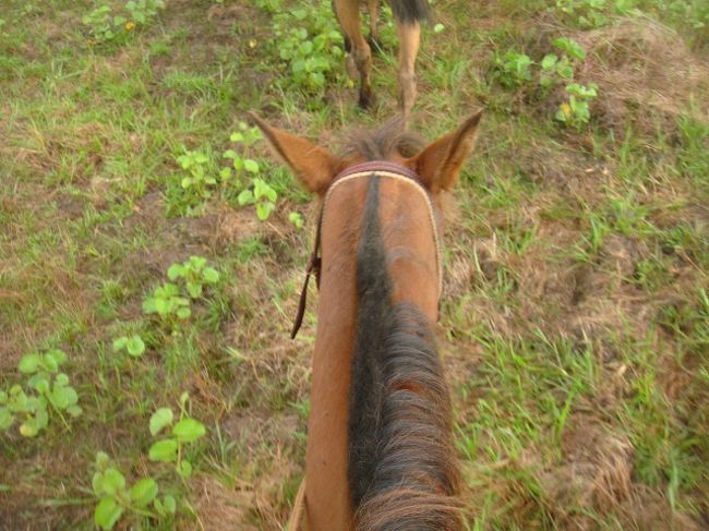 なみおのお馬さん♪
