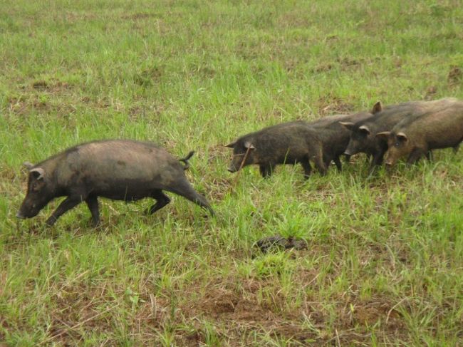 可愛いブタさん達♪