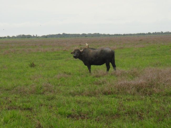 ラブラブの水牛＆鳥さん♪<br />