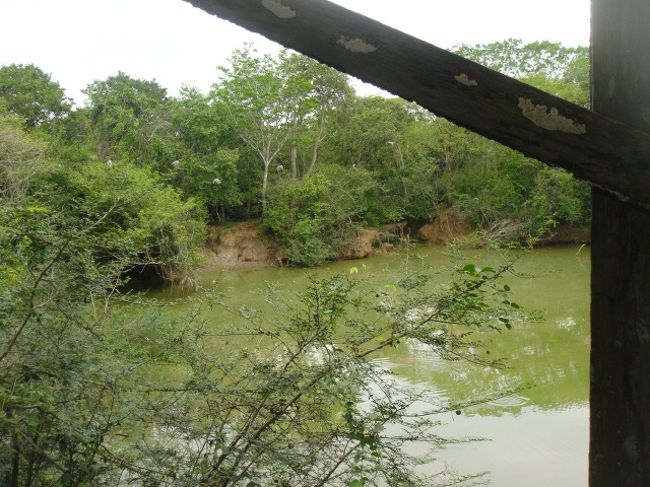 ワニがうようよいる沼。