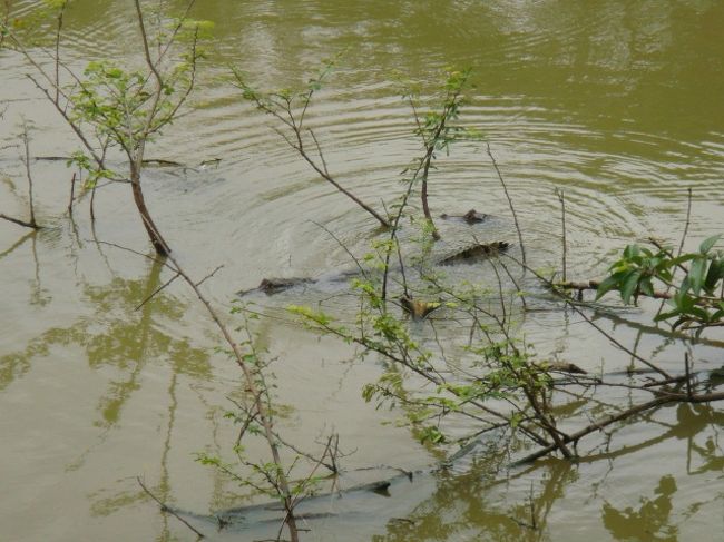 ワニが沢山！！