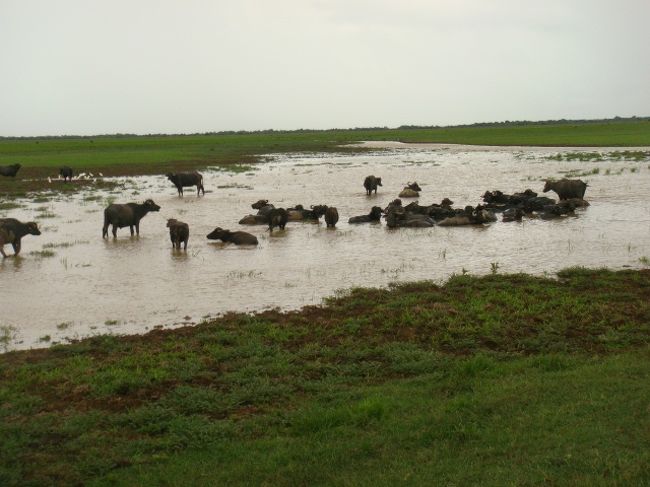 水浴びを楽しむ水牛達<br />