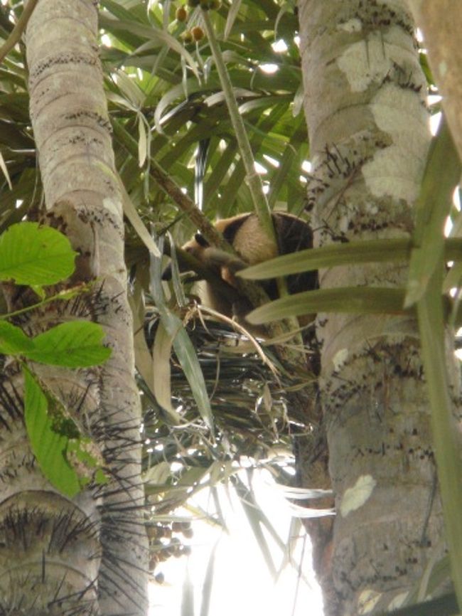 アリクイが木に登るなんて知らなかった！！<br />