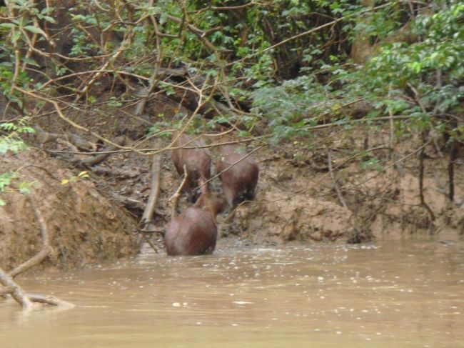 カピバラが逃げて行く・・・。