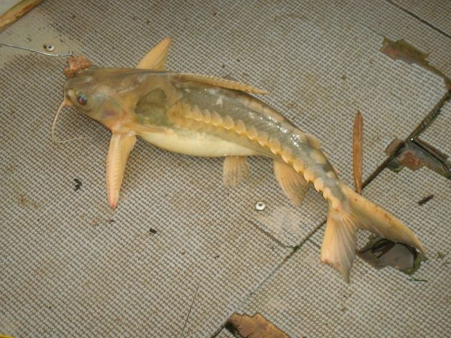 腕みたいなのが付いたデカイ魚<br />