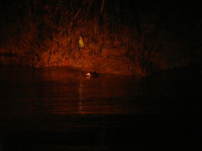 赤い目を光らせたワニ。