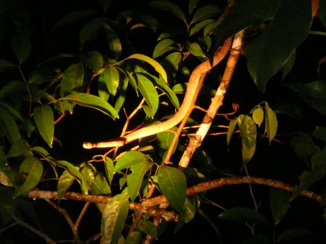 沢山の蛇を見たよ