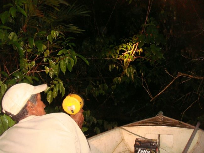 夜のアマゾンもなかなか楽しい。