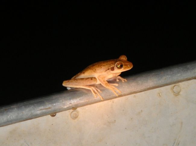 ずっとボートの上で動かなかったカエル。