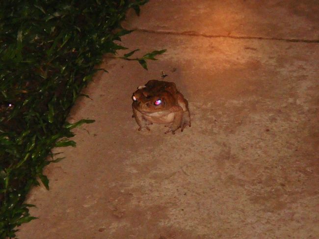 屋敷の庭には、もっとでかいカエルが・・・。