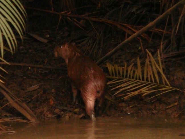 またまたカピバラのお尻♪