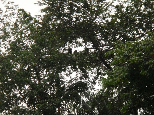 黒いお猿さん２匹、見えるかな？