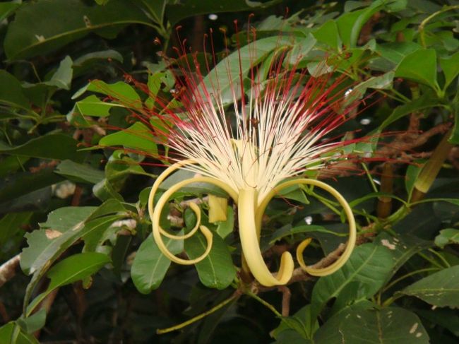 アマゾンの珍しい花