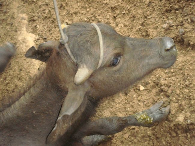 キュートな子牛♪