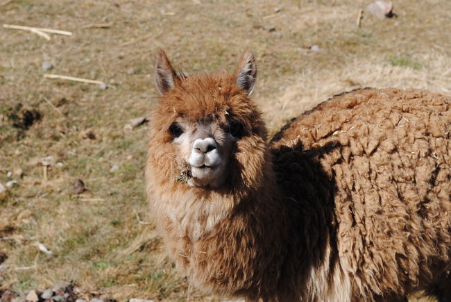 ホテルの廻りを少し散歩<br /><br />おっ君は　「アルパカ君」ですか？<br /><br />なんとも愛くるしい顔をしていますね。