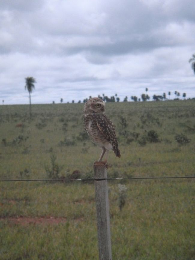 こんな昼間っからちっこいフクロウが！！