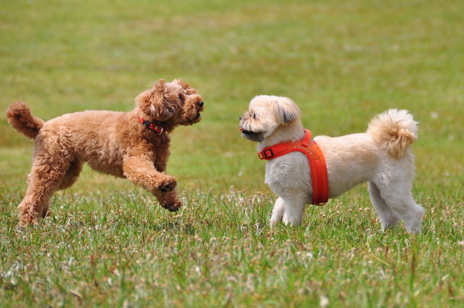 ■ＶＳ編■<br /><br />♪な〜んかプードルって<br /><br />いつも寄ってくるのよね〜