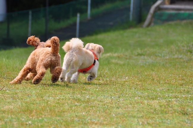 <br />♪私より足長〜い。だから速いのかな？