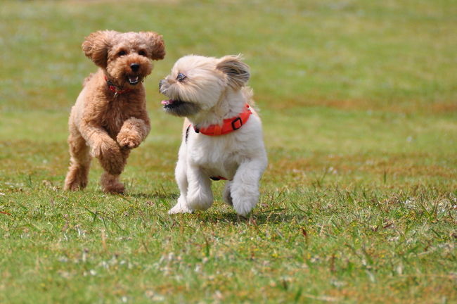 <br />♪やっぱ負けは嫌だ。逃げろ〜