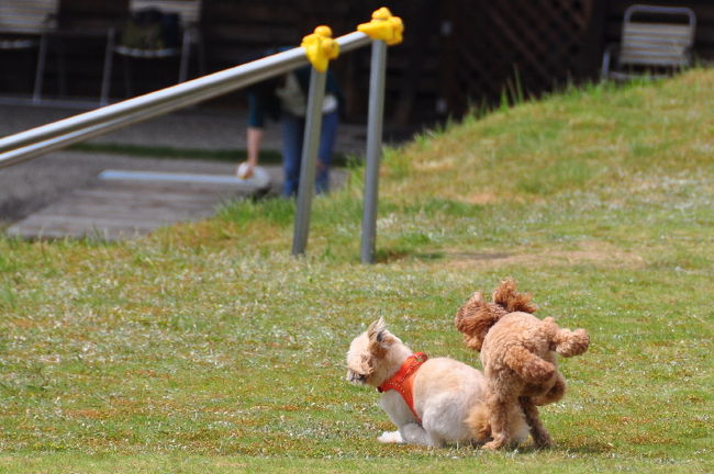 ♪おっとっと！足が滑った。<br /><br />転んじゃった。後のプードルも焦ってやんの！