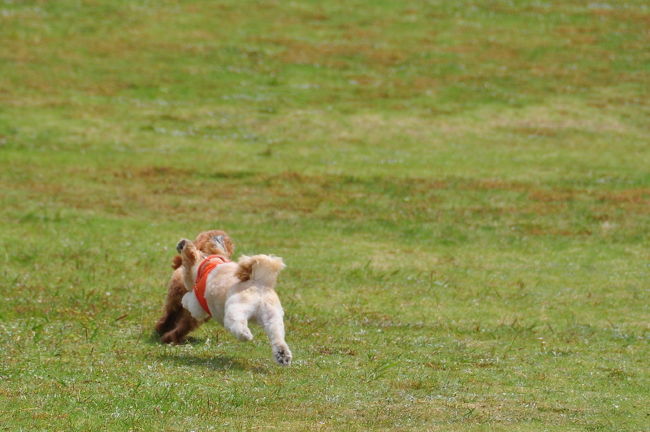 <br />♪ラッタッタ！！←このバイクを知ってる人は<br /><br />○○でーす。ご主人様は答えないそうです。<br /><br />追いつけるかな？