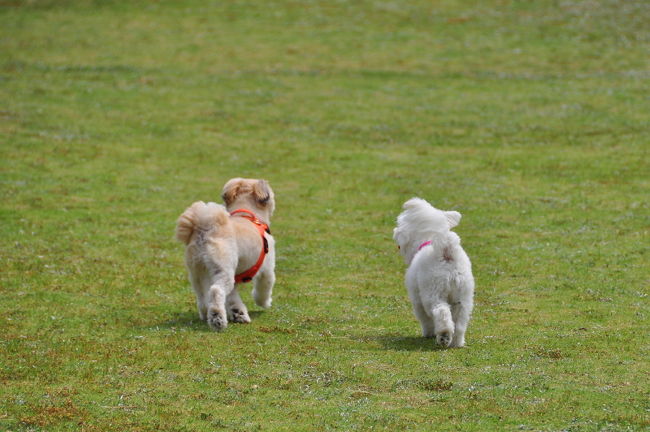 ♪「お兄ちゃん、何処へ行くの？」って<br /><br /><br />「お姉ちゃん」だってば(^_^.)　トホホ・・
