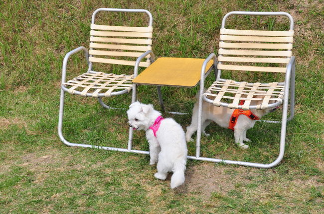 <br />♪地震じゃないのにお姉ちゃん、<br /><br />何で机・椅子の下へ・・？