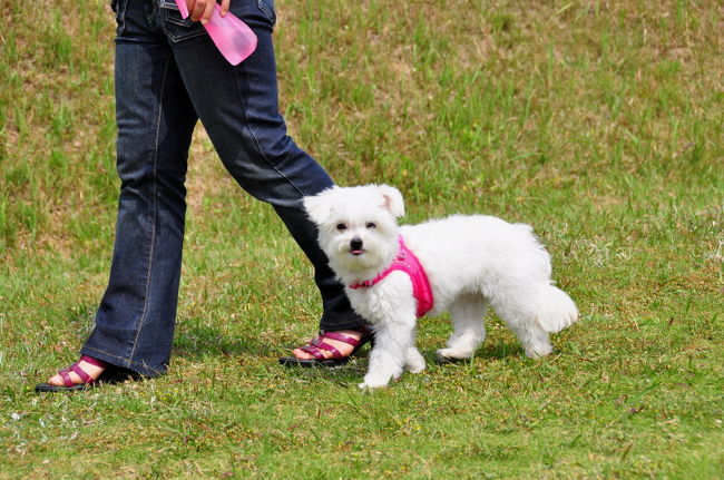 <br />♪ママの近くを歩くのが１番安全。