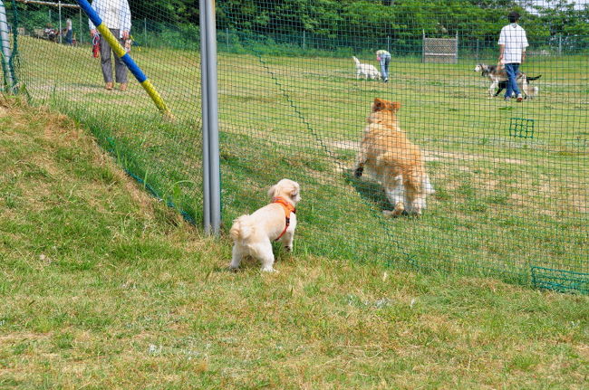 <br />♪吠えてみようかしら？？ワンワン！<br /><br />あらあら逃げ出したわよ。勝った(^_^)v