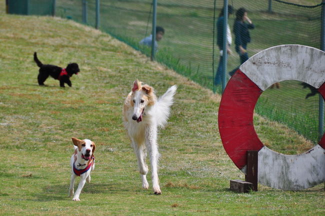 <br />♪ボルゾイ　超〜デカイし足長い。<br /><br />でも私より上品そうね。貴婦人って感じかな？