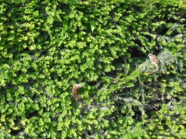 チュンチュンとスズメのさえずりが。<br /><br />それにしても、最近スズメって見てないな〜