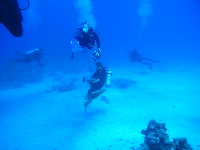 無事に器材が到着し、出発。<br /><br />１本目、潜行しようとしても全然沈めなくって、ウェイト２kgポッケに入れてもらって、やっと沈めました。<br />海の中もちょー青いです。テンション上がる↑↑<br /><br />１本目ポイントはローカルサウスRas Katy。<br /><br /><br />