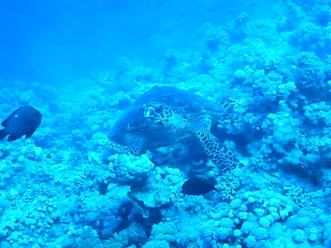 タイマイさんがおでむかえしてくれました。