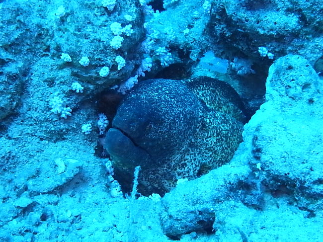 ウツボ、巨大。<br />怖すぎて近づけない。<br />（だから、写真は巨大じゃないやつです。巨大なやつは怖すぎて写真とってませんでしたから。）