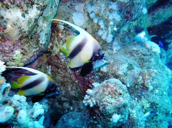 レッドシーバナーフィッシュ<br />紅海といえば的な。