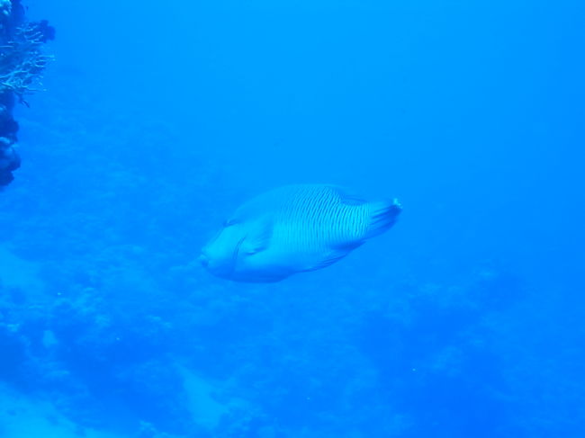 ナポレオン<br />近づこうとすると逃げて行っちゃいます。ちょっとシャイ。<br />何回か見かけたけど、あんまりおっきい子には会えませんでした。<br />