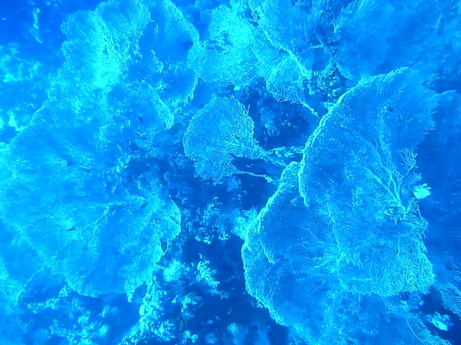 ３本目はローカルサウスRas Umm Sid。<br />海ウチワが群生してます。