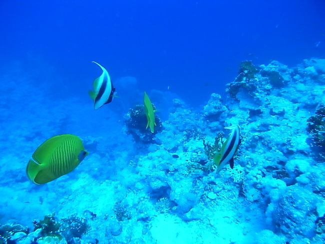 黄色い子はゴールデンバタフライフィッシュ<br />パンダ目がキュート。<br /><br />いつでもいるから、また今度ちゃんとした写真撮ろうって思ってると結局いい写真撮りそびれちゃいました・・・<br />失敗。