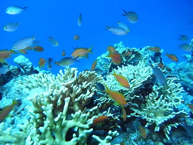 キンギョハナダイ、すごいキレイ♪<br />青い海に赤が映えるったら。