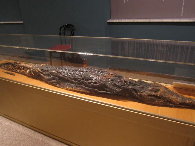 ワニのミイラ