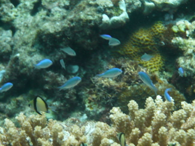 今日は水中カメラを借りてのダイビング。<br />ついつい夢中になっちゃう。