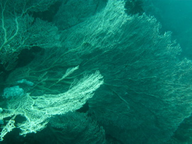 この繊細さ・・・