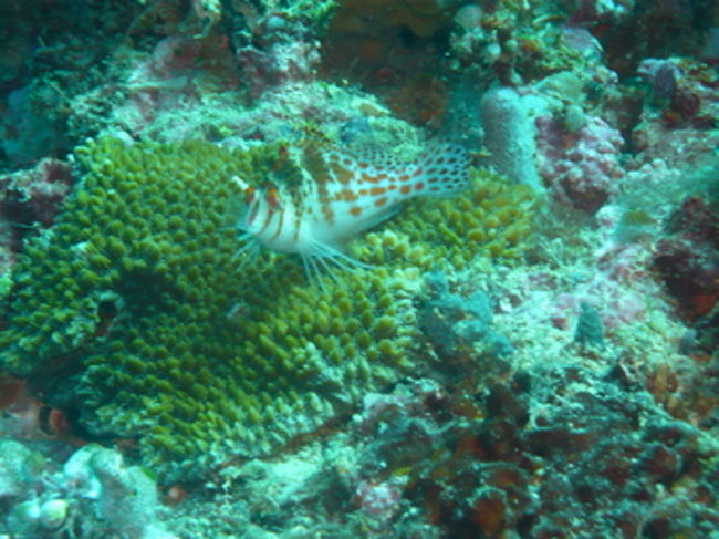 なかなかファンキーフェイス