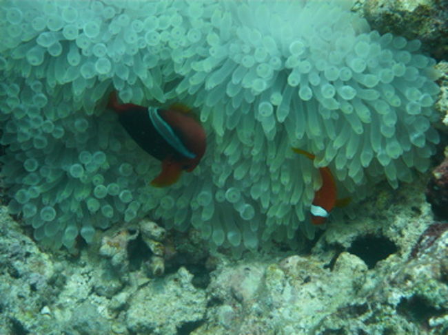 真っ白なソフトコーラル。気持ち良さそう。