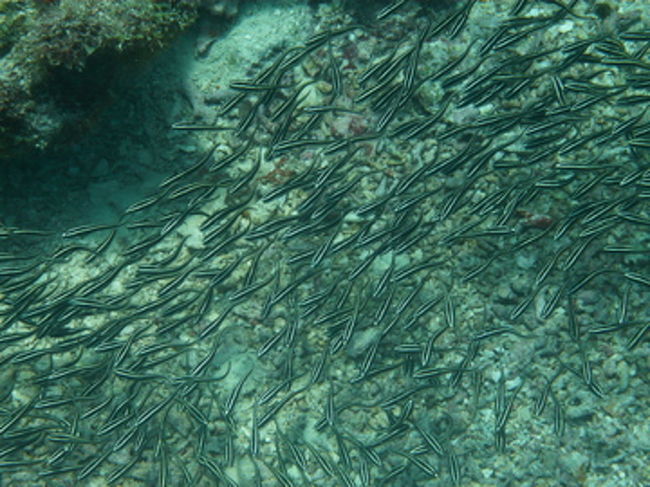 あわわ。軍団はちょっとこわい。