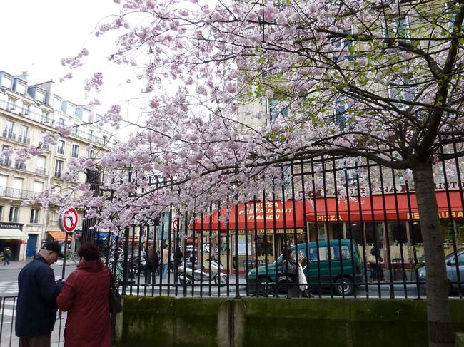 桜が公園の隅に咲いていました。<br />日本から渡ってきたものかなあ。