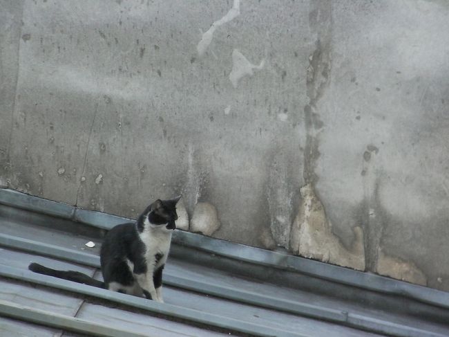 窓の外に猫発見。<br />カメラを向けても、マイペース。<br />どうもこの屋根が彼（彼女）のテリトリー？
