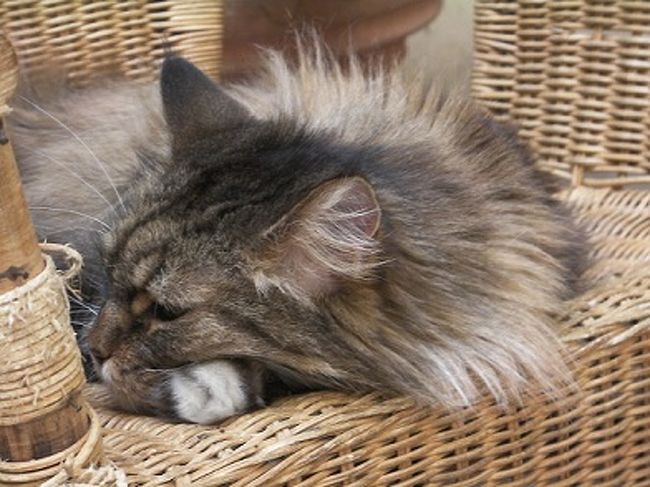 ヴィヴィエンヌのブティック前にいた猫。<br />こんなに近づいても、我関せずと大物。<br />この後、散歩中の犬にほえられても相手にせず。<br />やっぱり大物！<br />