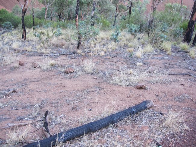 一部燃えた跡がありました。<br /><br />ここエアーズロックは非常に乾燥した地域で、ユーカリの葉が風でこすり合うと、油分が多いため自然発火しやすいのだそう。<br /><br />火事を防ぐため、時々野焼きもするそうです。<br /><br />あとで寄る資料館にもそのことが詳しく載っていました。