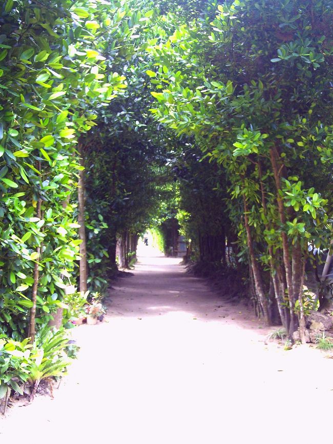 備瀬のフクギ並木<br /><br />近いので美ら海水族館の後立ち寄りました。<br />心地よい散歩道です。